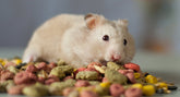 Small Pets Food